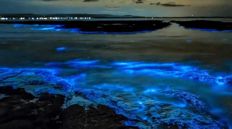 bioluminescent bay puerto rico best time to go