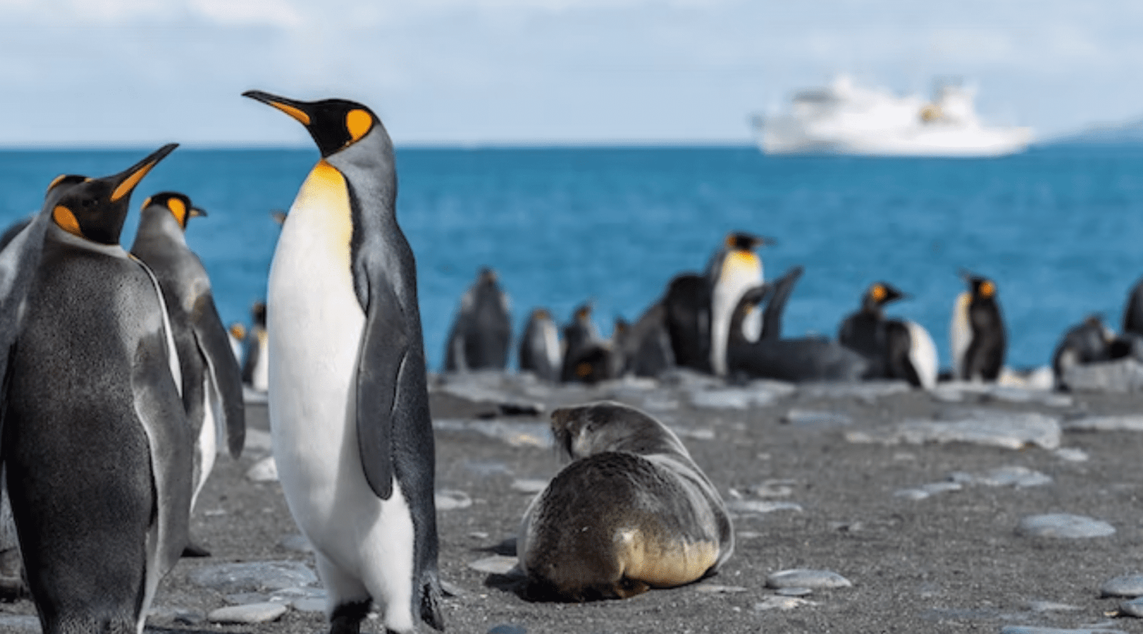 Antarctica Luxury Hotels