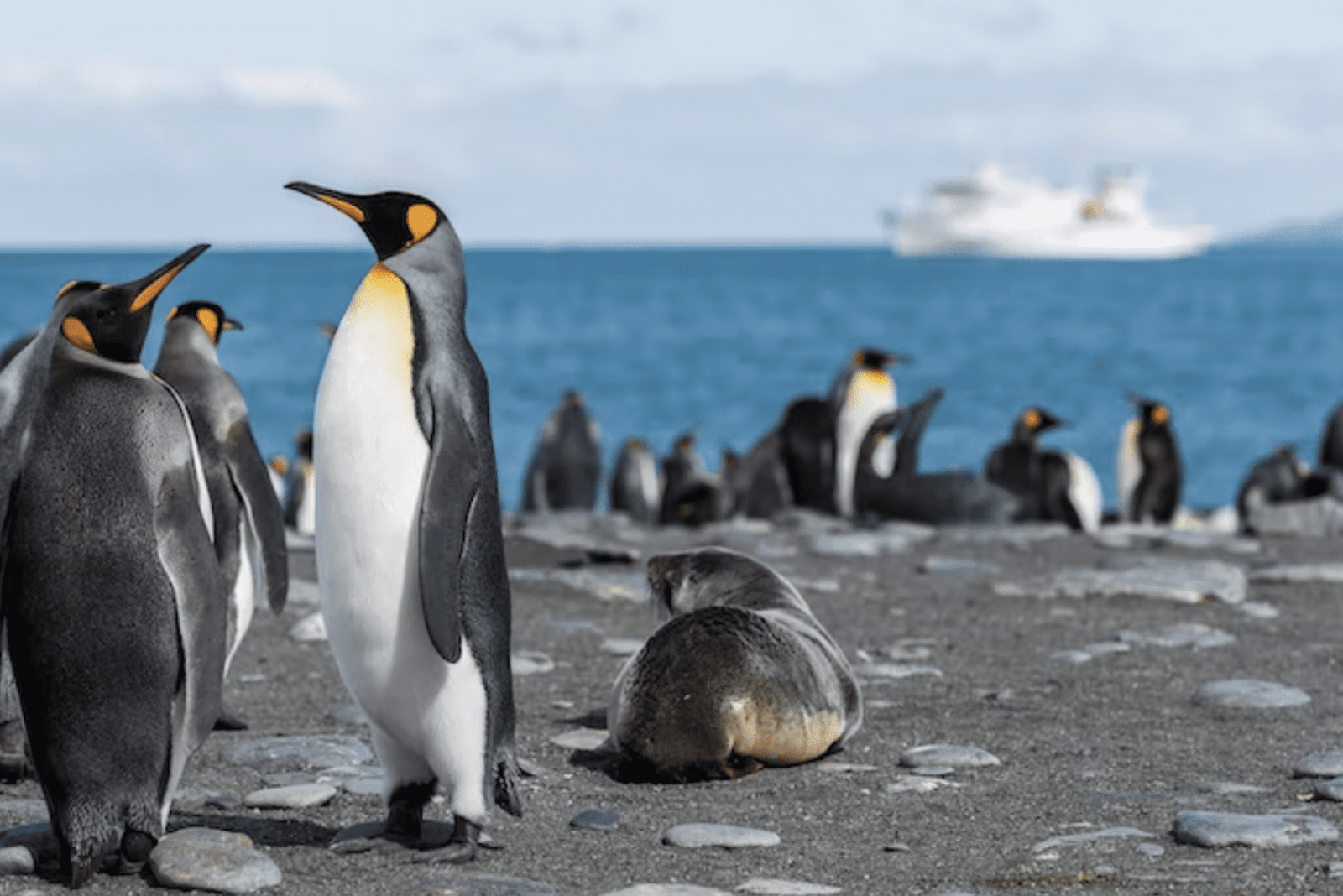 Antarctica Luxury Hotels