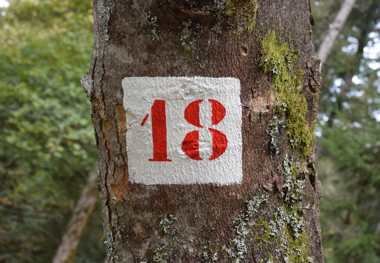 Angel Number 18 Meaning, Significance & Symbolism Jenn Explores